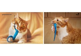 Unleashing Feline Joy The Enchanting Story of the Snake Cat Toy